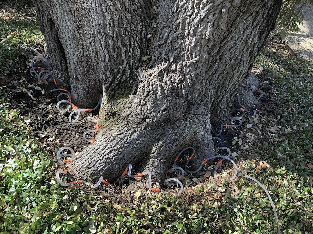 Detailed Tree Cabling and Bracing job site in Diana