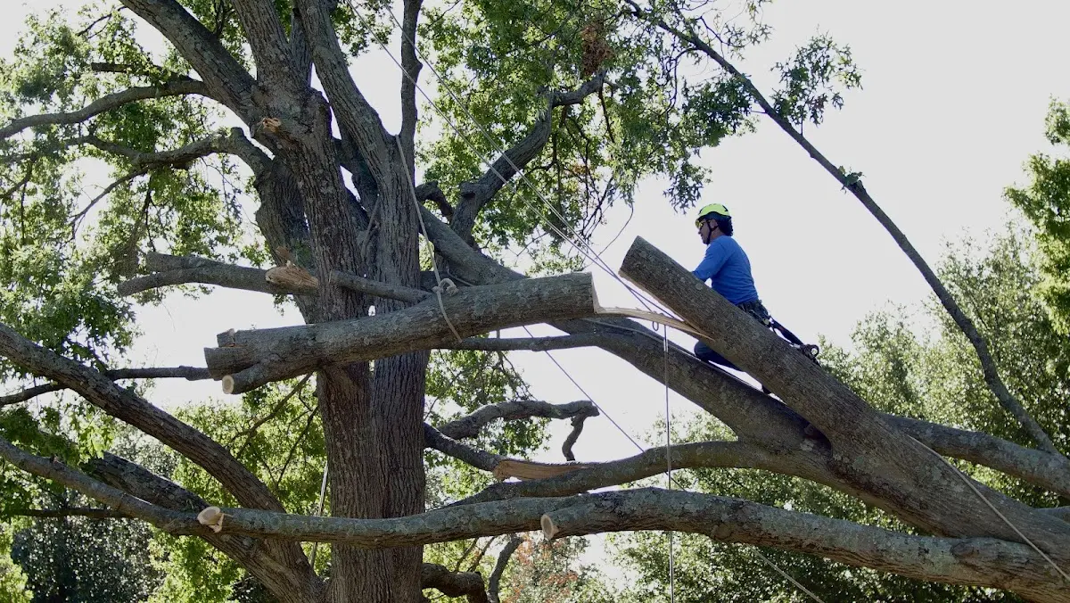 Professional Crown Thinning performed by certified arborists in Diana