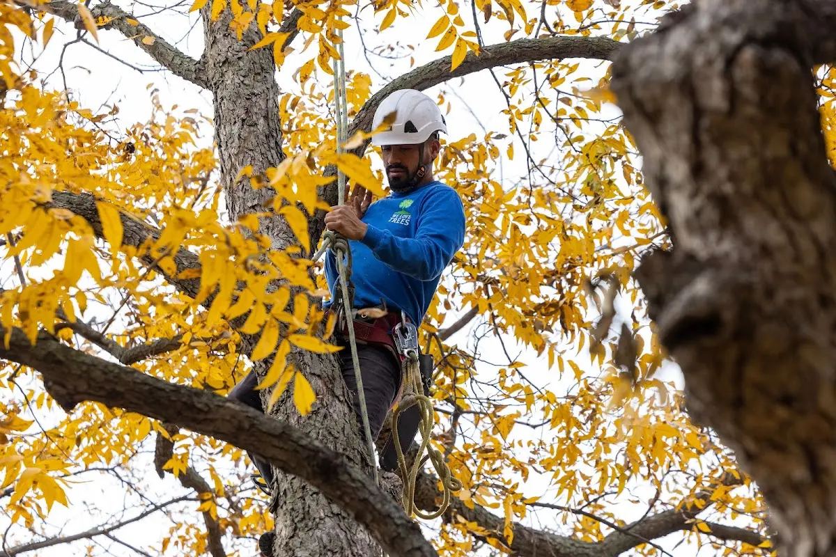 Skilled Tree Trimming crew working in Diana